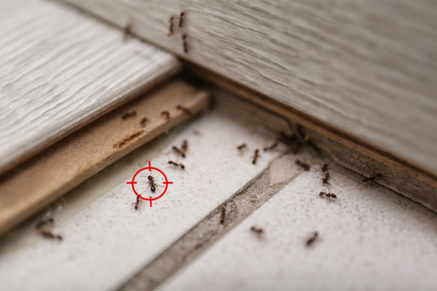 Best Pest Control for Multi-Family Homes  in Ross, OH